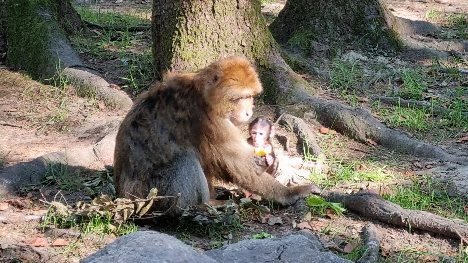 Berberaffen auf dem Affenberg