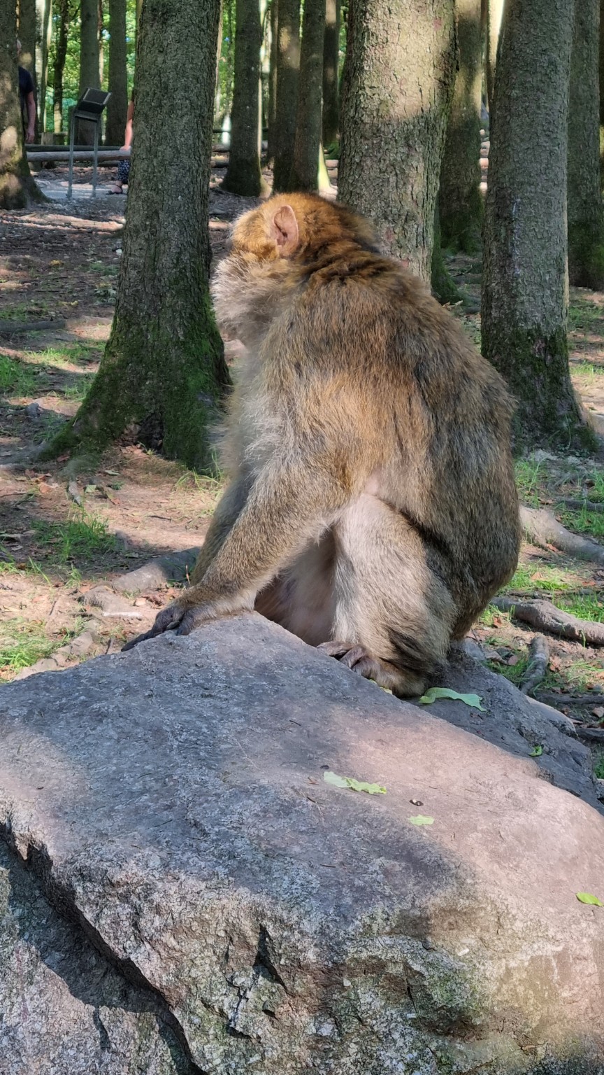 Berberaffe auf dem Affenberg